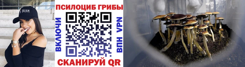 Галлюциногенные грибы Psilocybine cubensis  Орск 